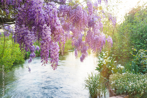 Beautiful purple wisteria blooming above the river in spring park. Close up, selective focus photo