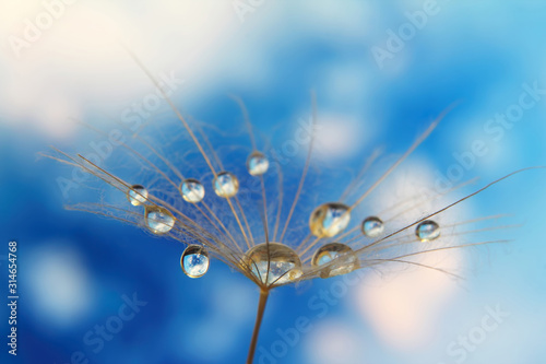dandelion seed with drops of water against the sky