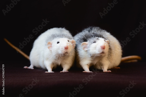 portrait of two brothers pet black husky rats on dark background