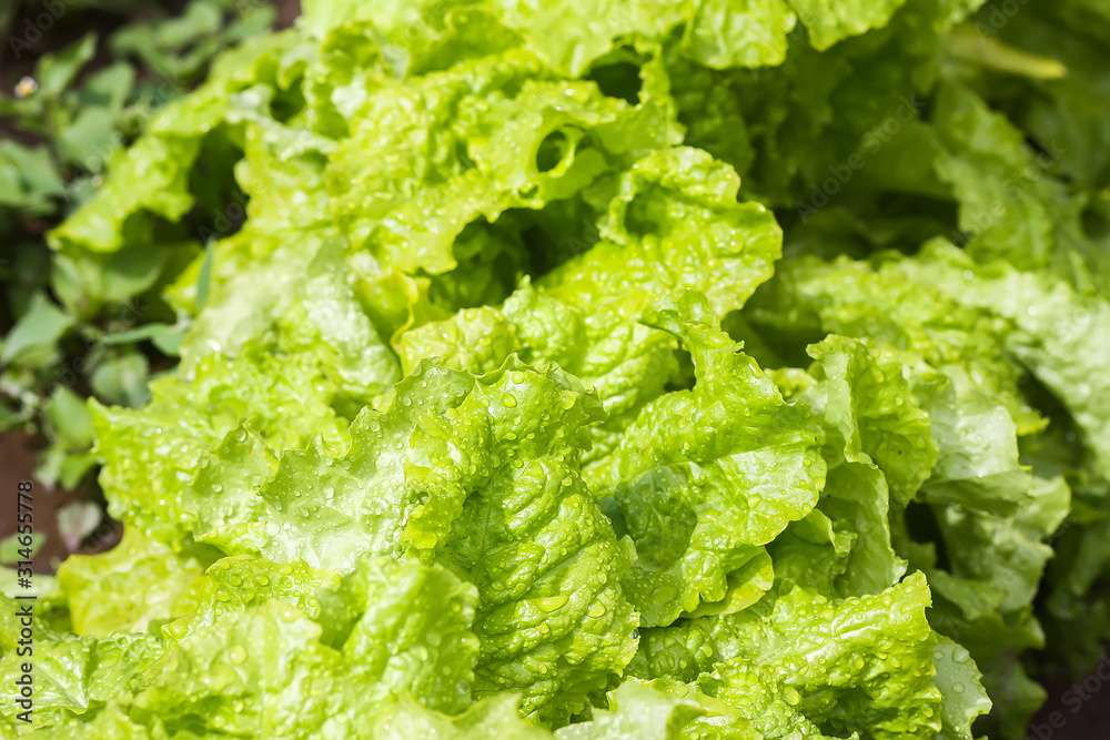 Fresh home grown organic green leaves of lettuce salad. Wet plant growing on kitchen-garden in countryside Fresh home grown organic green leaves of lettuce salad. Wet plant growing on kitchen-garden in countryside