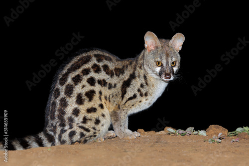 Nocturnal large-spotted genet (Genetta tigrina) in natural habitat, South Africa . photo