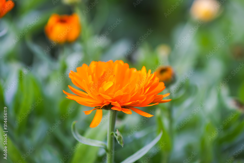 Calendula flower. Calendula officinalis plant. Calendula flower. Calendula officinalis plant.