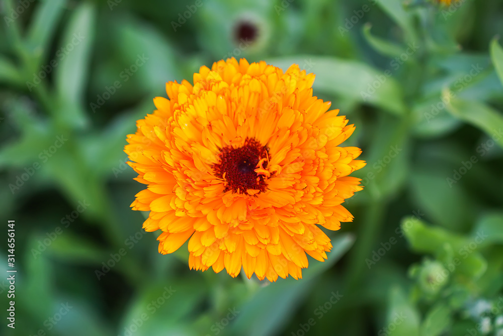 Calendula flower. Calendula officinalis plant. Calendula flower. Calendula officinalis plant.