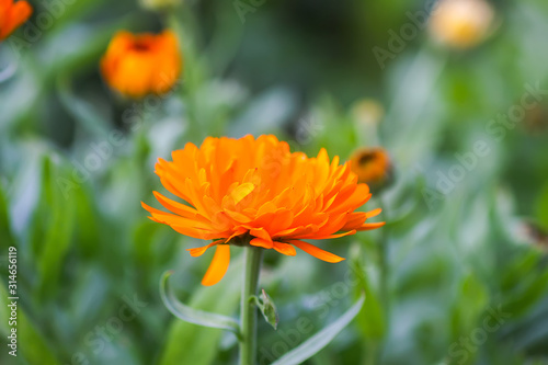 Calendula flower. Calendula officinalis plant.