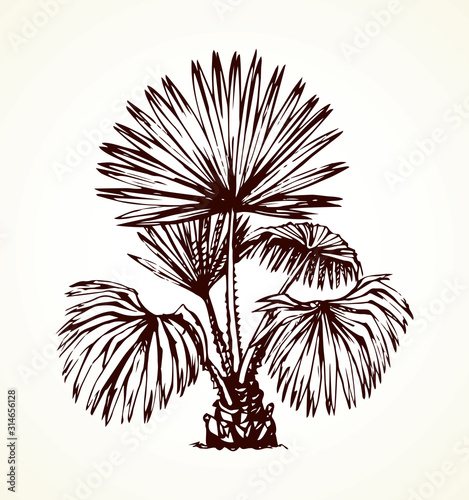 Tropical bush. Vector drawing