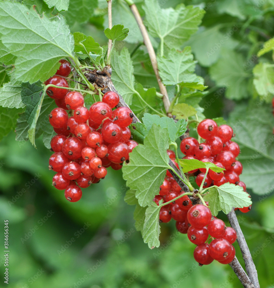 On the bush berries are ripe redcurrant On the bush berries are ripe redcurrant