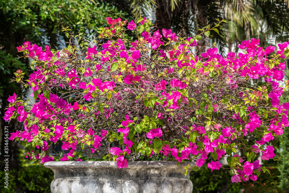 Red flowers Bougainvillea with green leaves grows in a beautiful big gray stone vase in a garden in summer
