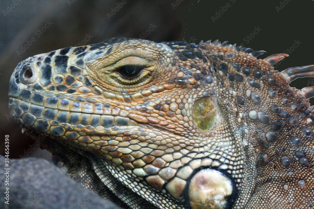 Fototapeta premium gruener_Leguan