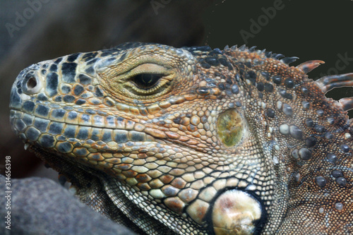 gruener_Leguan