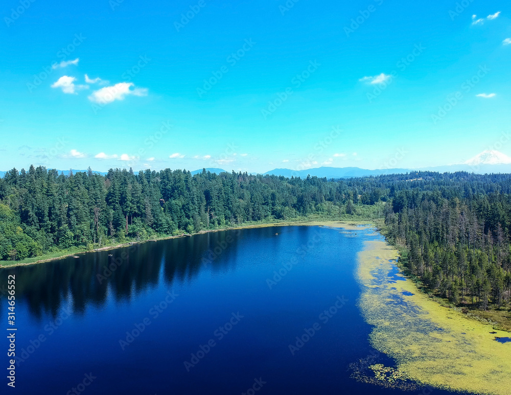 Photogenic Spring Lake on a bright clear day in summertime with trees reflecting in the water a blue sky and white clouds with lily pads dockside in Renton King County Washington State