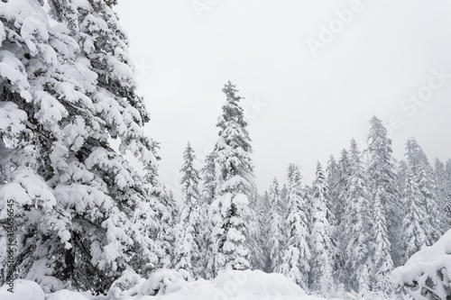 Winter forest snowy taiga hills Beautiful beautiful nature of Russia. Taiga forest in winter. Frosty snowy overcast weather