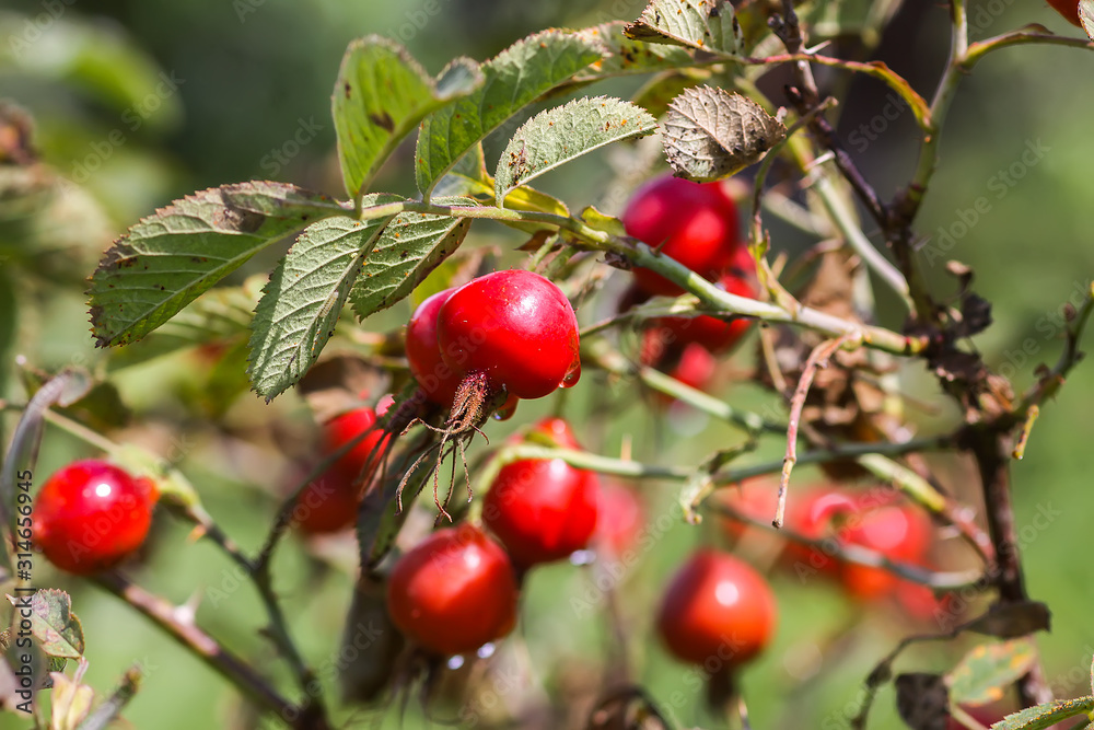 Dog-rose fresh ripe red berries Dog-rose fresh ripe red berries