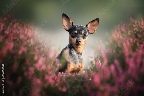 Photography Prague ratter - in heather