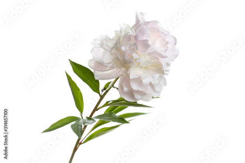 Gently pink peony flower isolated on a white background.