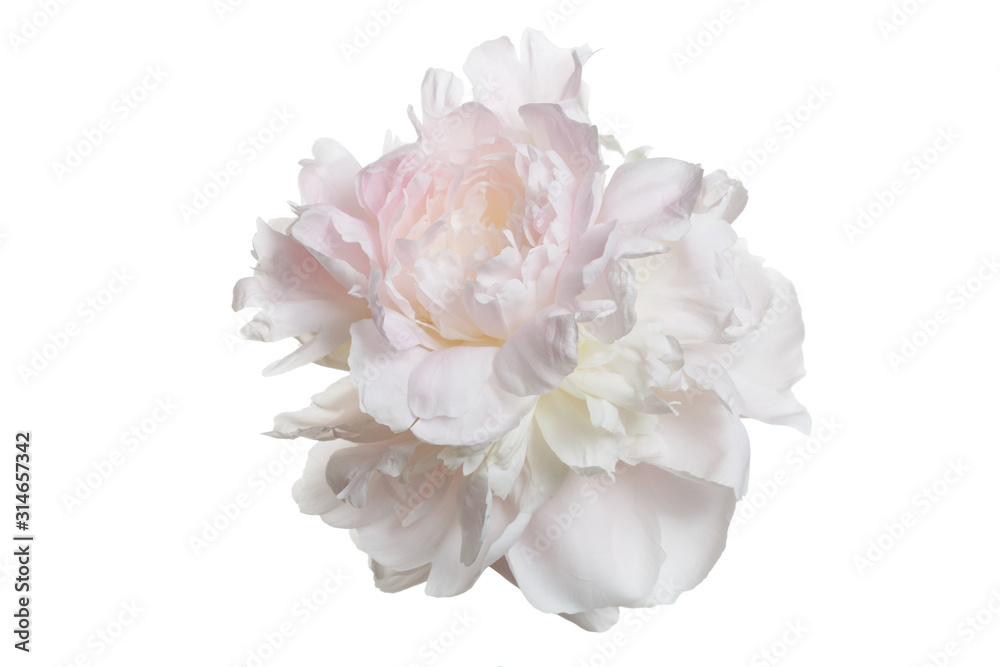 Fototapeta Gently pink peony flower isolated on a white background.