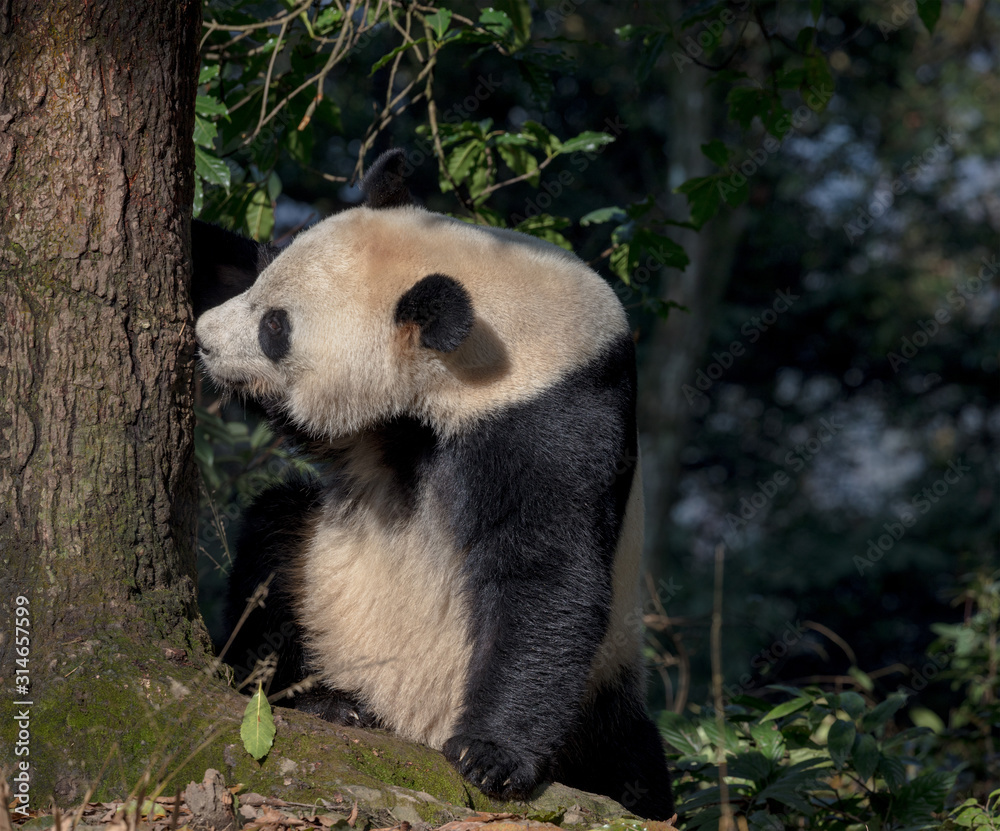 Fototapeta premium Curious Panda Bear