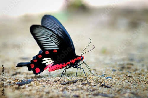 Pachliopta aristolochiae goniopeltis photo