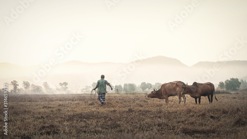 The farmers took the cow to bind to the field. © anake