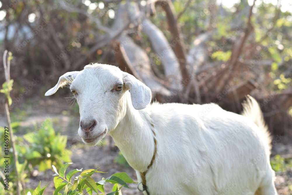 Obraz premium White goat