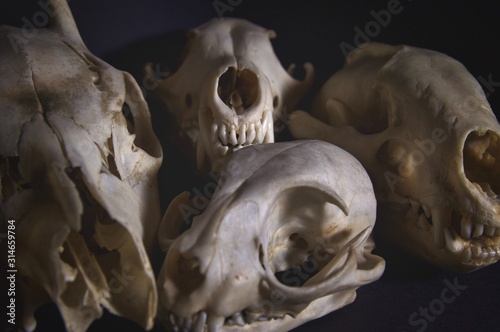 Animal skulls 