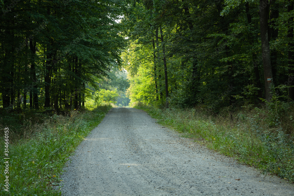 Obraz premium Gravel road through a green deciduous forest