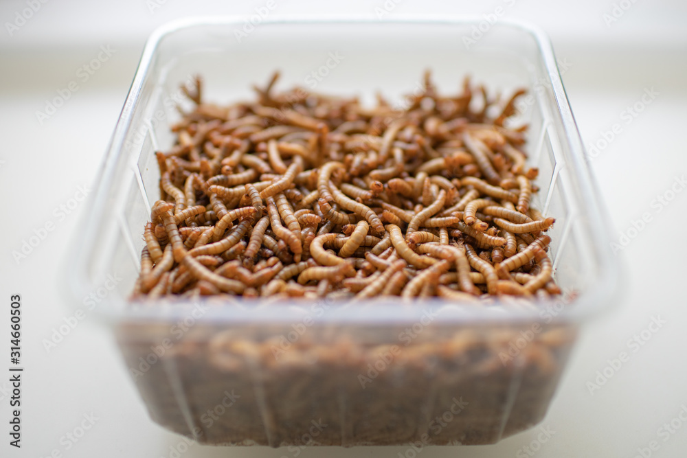 Lebendige Mehlwürmer in transparenter Schale vor weißem Untergrund - Living mealworms in a transparent bowl on a white background