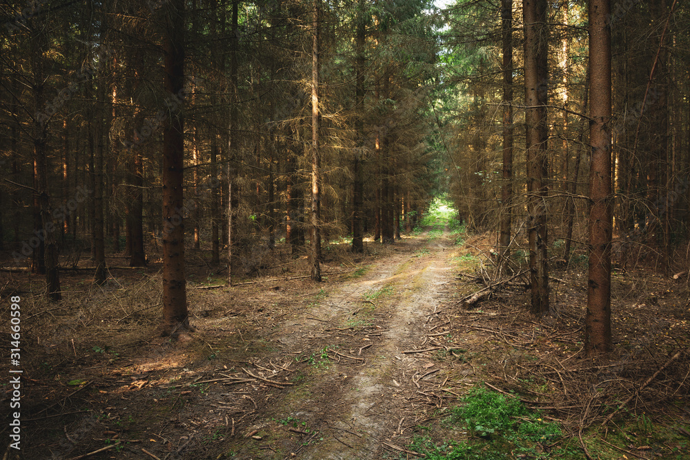 Obraz premium Road through a coniferous forest with broken branches