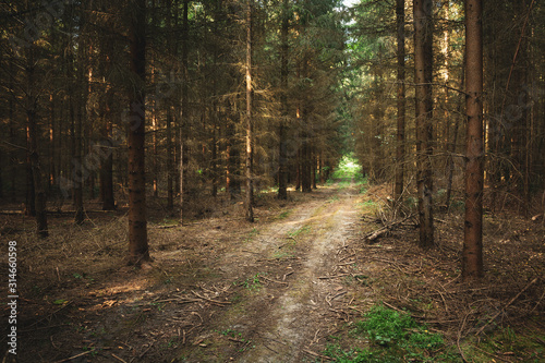 Road through a coniferous forest with broken branches