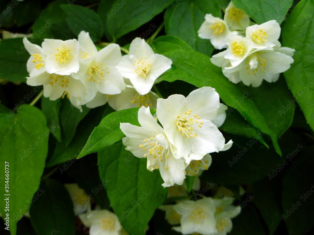 Obraz premium Jasmine spring white flowers with raindrops. Jasmine blossom, closeup, selective focus. Jasmine branch blossom with white flowers on sunny day. Background shimmering defocused soft bokeh. 