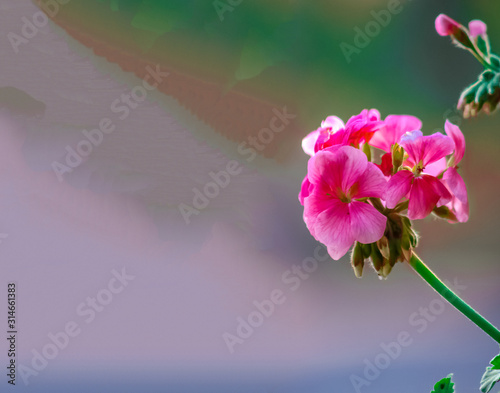 Fototapeta Naklejka Na Ścianę i Meble -  Valentines Day Sweet Red Rose in the Aagaman Batika Garden