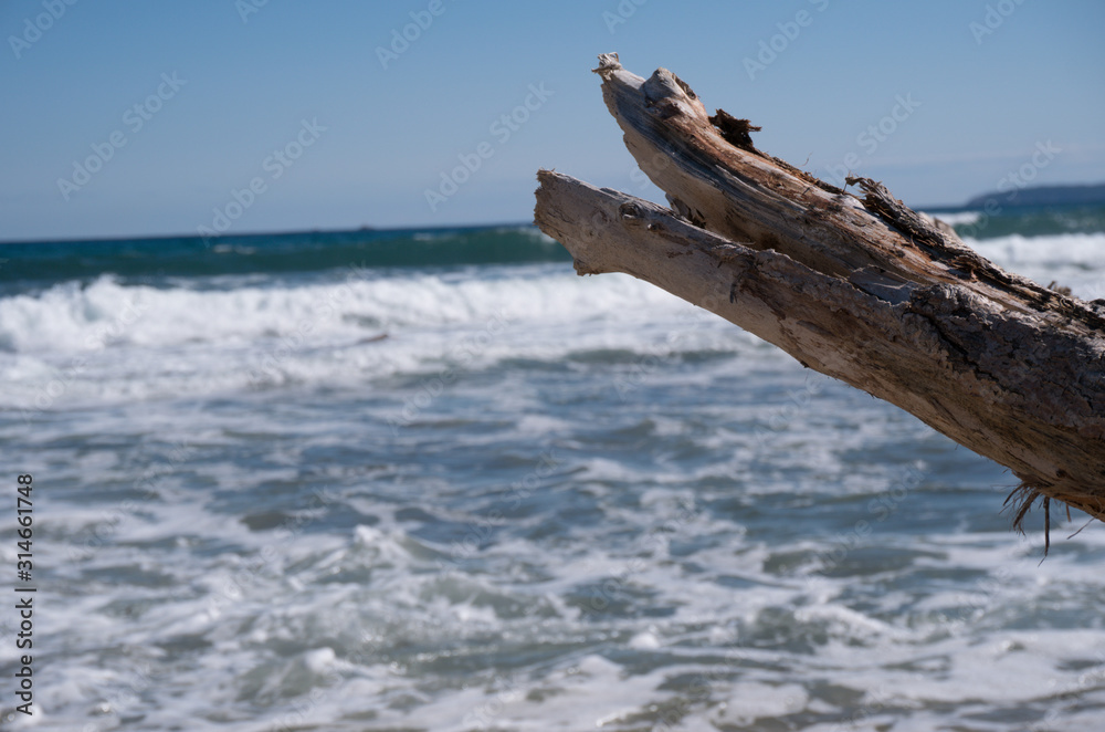 Baumstamm am Meer Baumstamm am Meer