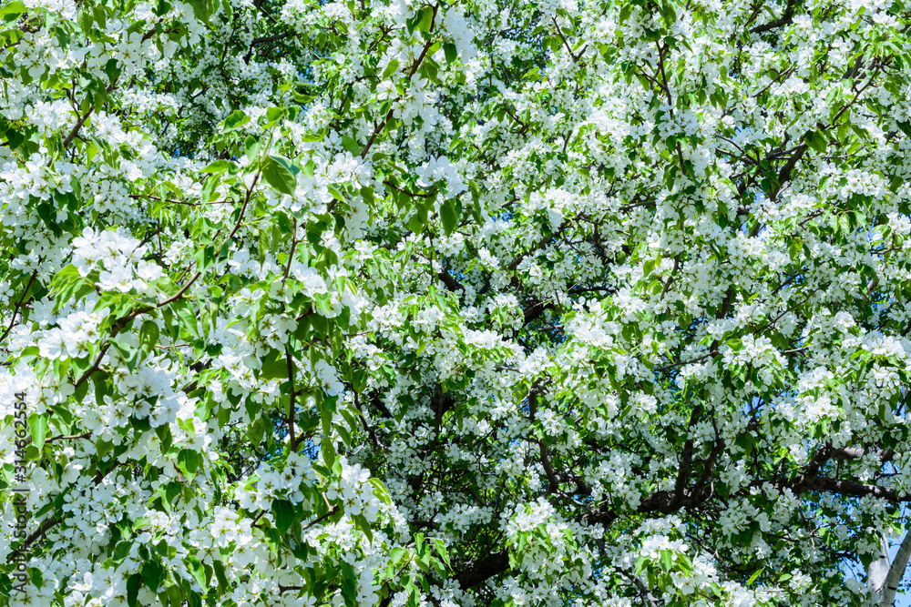 Blossoming apple tree (Malus prunifolia, Chinese apple, Chinese crabapple) spread the fragrant aroma. The apple tree in the full bloom on the sunlight. Flowers apple tree close-up. Blossoming apple tree (Malus prunifolia, Chinese apple, Chinese crabapple) spread the fragrant aroma. The apple tree in the full bloom on the sunlight. Flowers apple tree close-up.