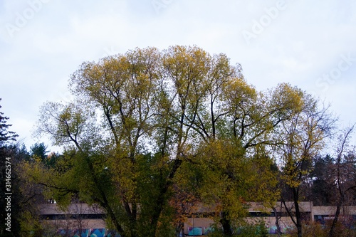 autumn, track, tree, leaves, walk © Максим Тихомиров