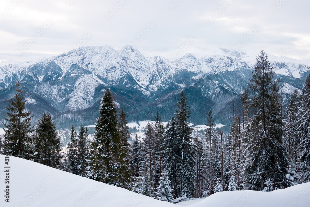 Fototapeta premium landscape mountains forest and snow