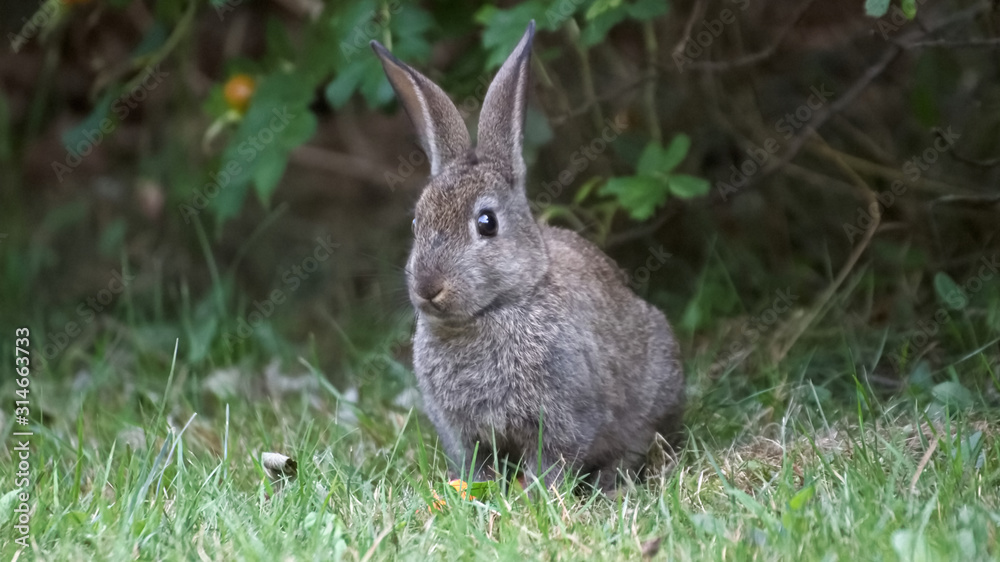 Fototapeta premium View of a wild rabbit on the grass