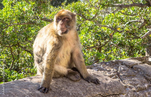 Monkey at the rock of Gibraltar, UK