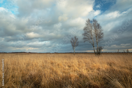 Tall dry grass in the meadow, birch trees and dynamic clouds on the sky