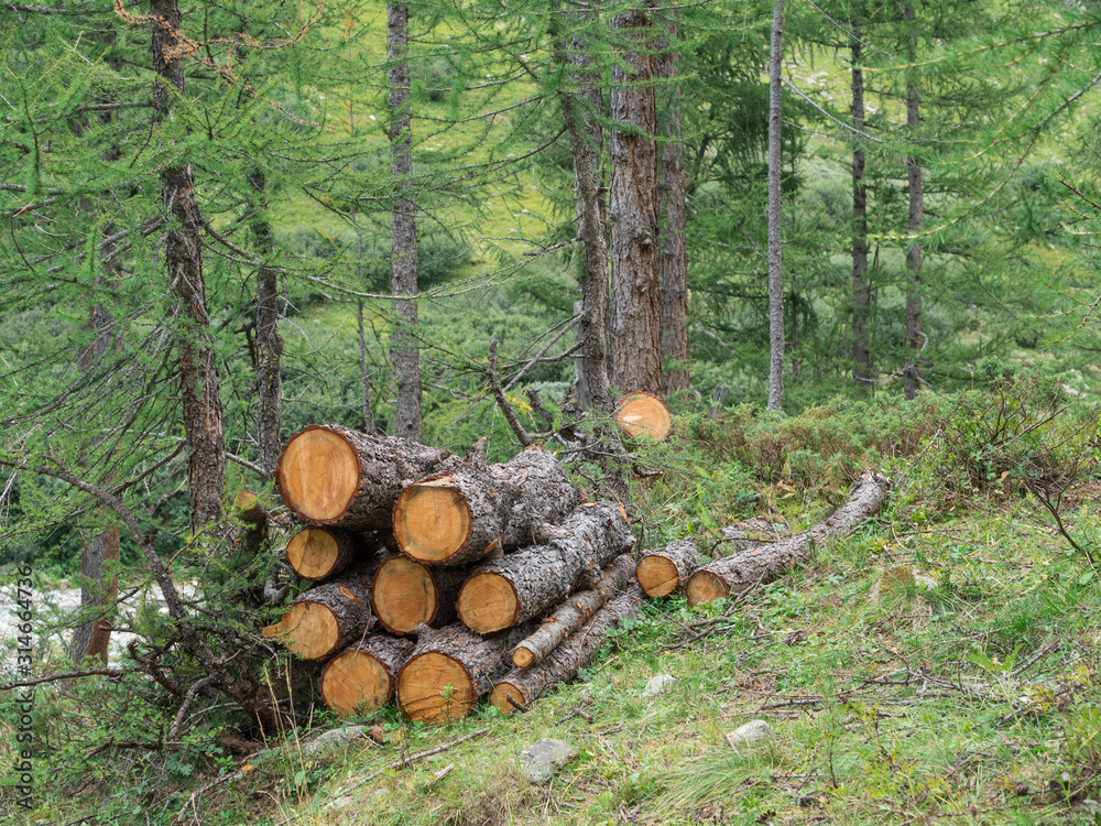 Val D`Aosta the Valley of Bionaz between the great mountains and the streams and the typical alpine vegetation, walk in the woods, tree trunks stacked