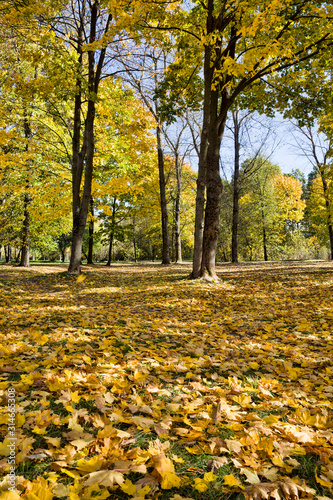 yellowed trees