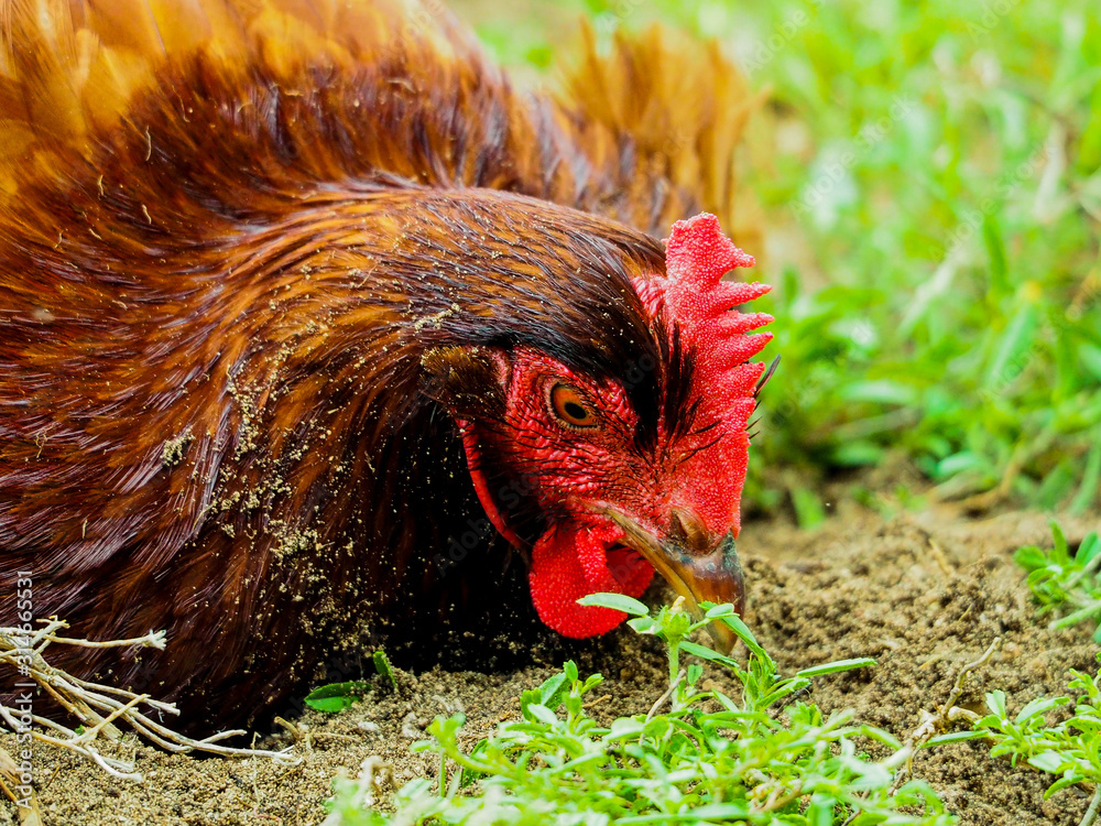 chicken, bird, rooster, farm, hen, animal, poultry, beak, head, red,  agriculture, fowl, cockerel, feather, feathers, brown, nature, grass, eye,  farming, domestic, green, livestock, rural, food, dust, Stock Photo | Adobe  Stock
