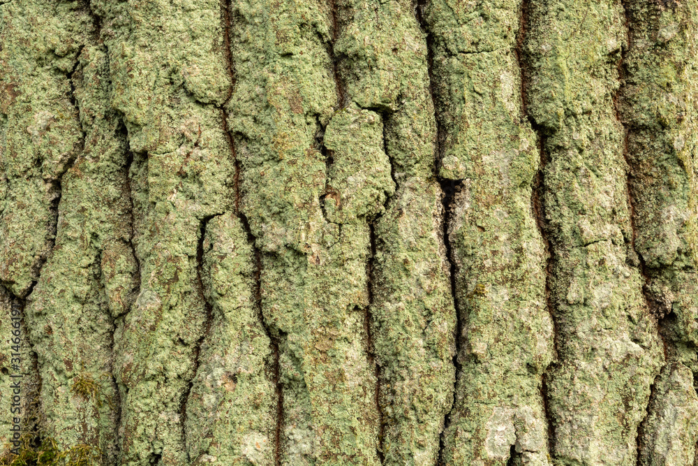 Green tree bark close-up, old trunk Green tree bark close-up, old trunk