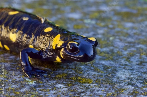 Salamandra dalle macchie gialle photo