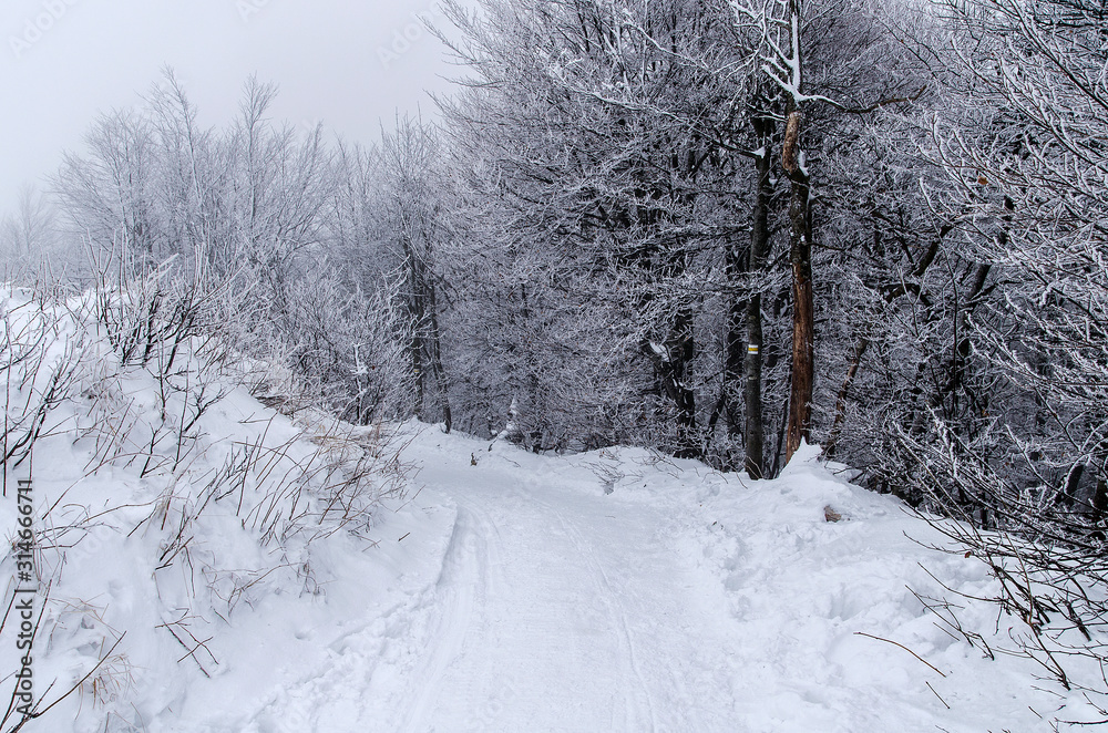 Obraz premium Zimowy las Bieszczady połonina wetlińska mgła