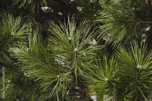 branches with needles of green spruce closeup