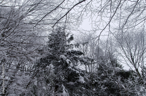 Fototapeta Naklejka Na Ścianę i Meble -  ośnieżony las bieszczady