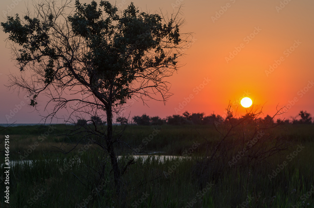 Silhouette of a tree with leaves and branches against the backdrop of the rising sun Silhouette of a tree with leaves and branches against the backdrop of the rising sun