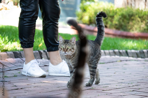 Canvas Print Wild cats in Cat Sanat Parki , cat park in Istanbul, Turkey