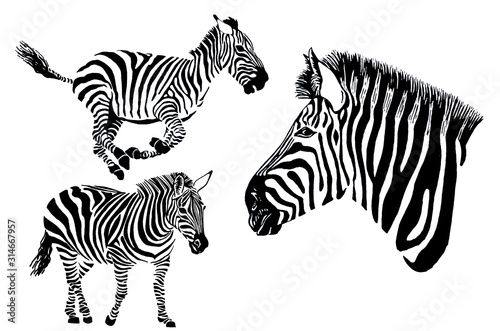 Graphical set of zebras isolated on white background  jpg illustration