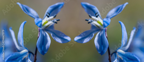 closeup beautiful blue spring snowdrop flowers in a forest, spring outdoor background, Galanthus