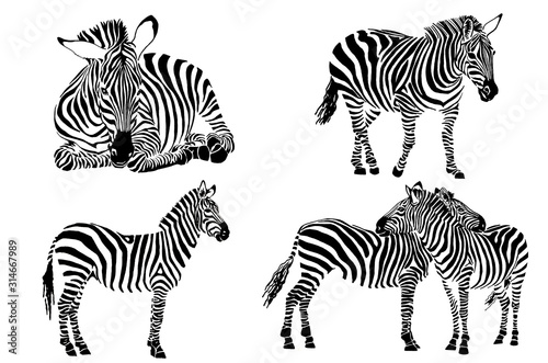 Graphical set of zebras isolated on white background, jpg illustration
